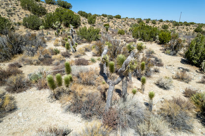 10 Acres Llano, Los Angeles County, CA (Power)