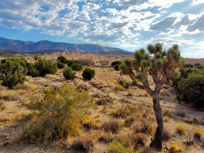 81.11 Acres Juniper Hills, Los Angeles County, CA (Paved Road)