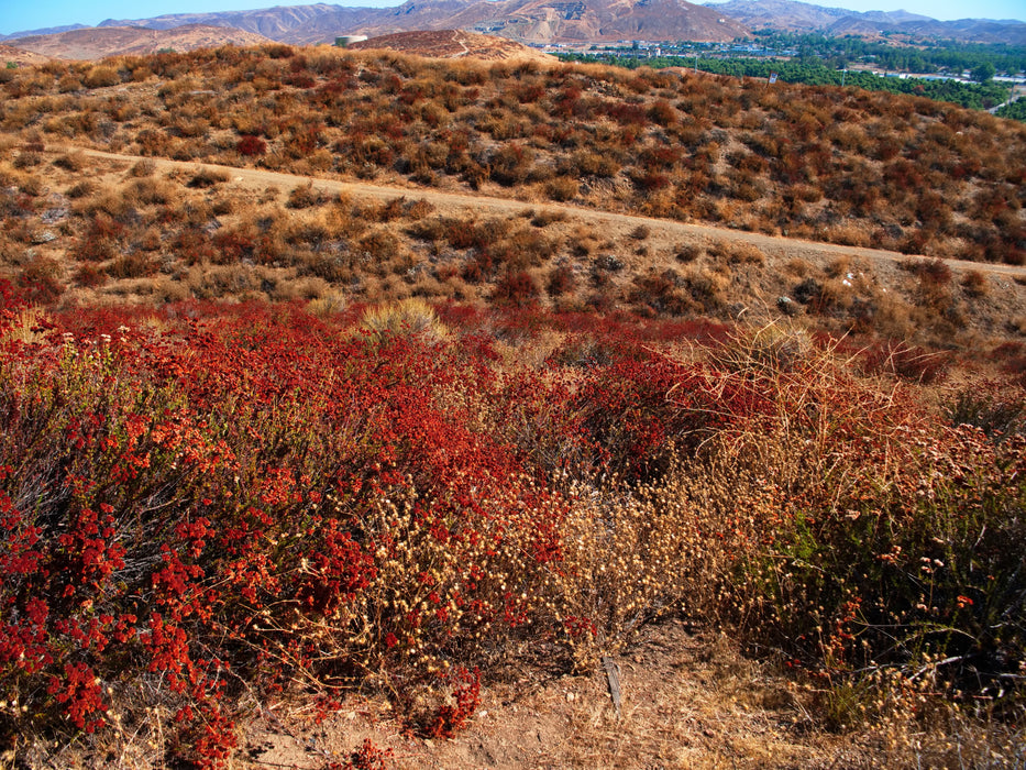 0.21 Acre Lake Elsinore, Riverside County, CA