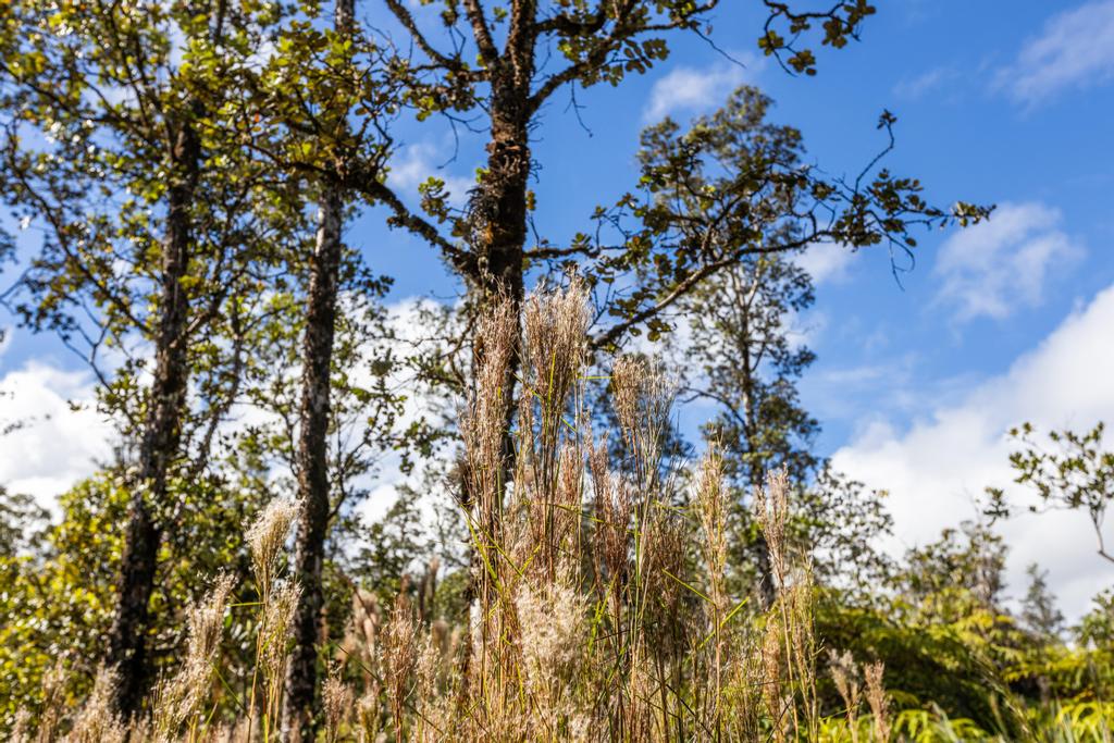 3 Acres Kurtistown, Hawaii County, HI (Power)