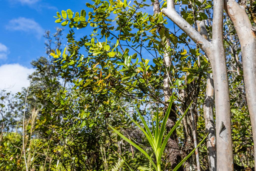 3 Acres Kurtistown, Hawaii County, HI (Power)