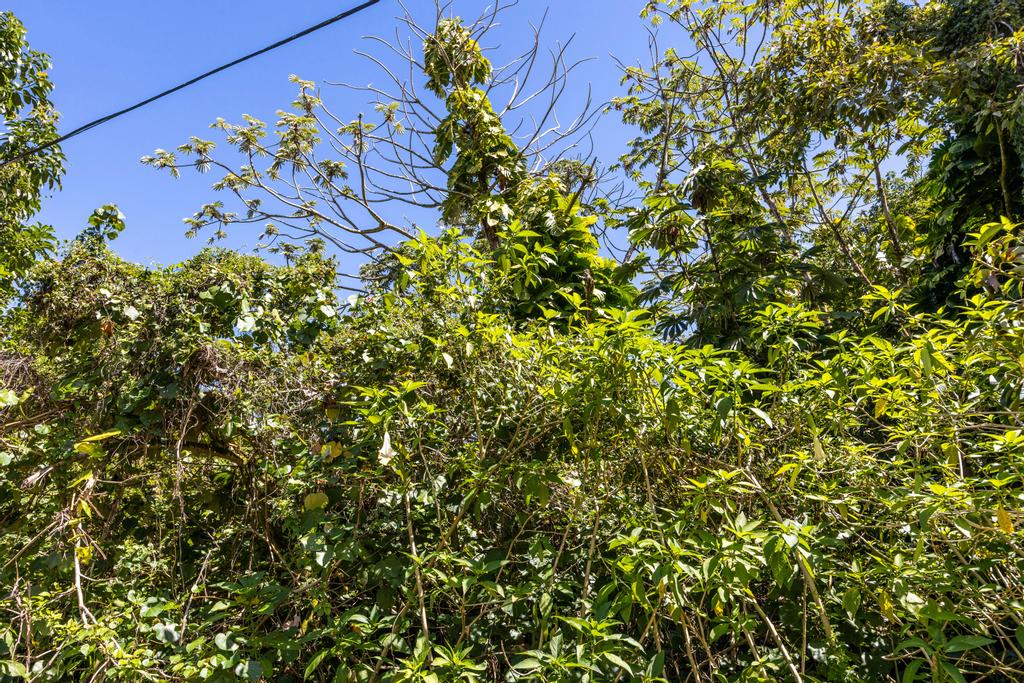 0.28 Pāhoa, Hawaii County, HI (Power, Water, & Paved Road)