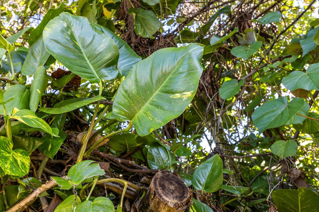 0.28 Pāhoa, Hawaii County, HI (Power, Water, & Paved Road)
