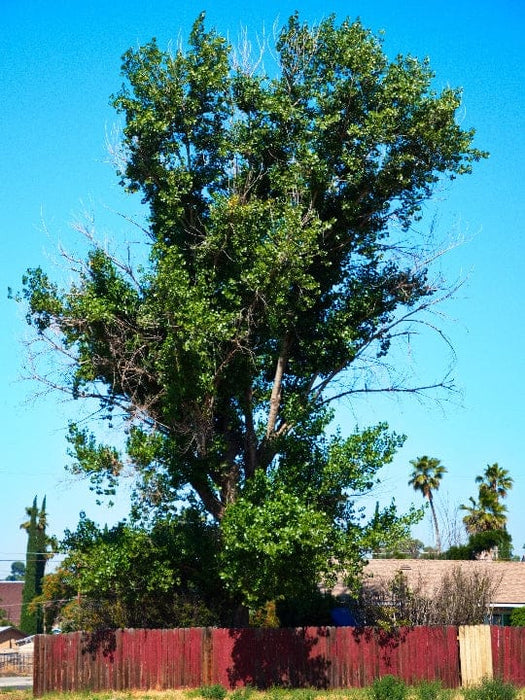 0.23 Acre Banning, Riverside County, CA (Power & Water)