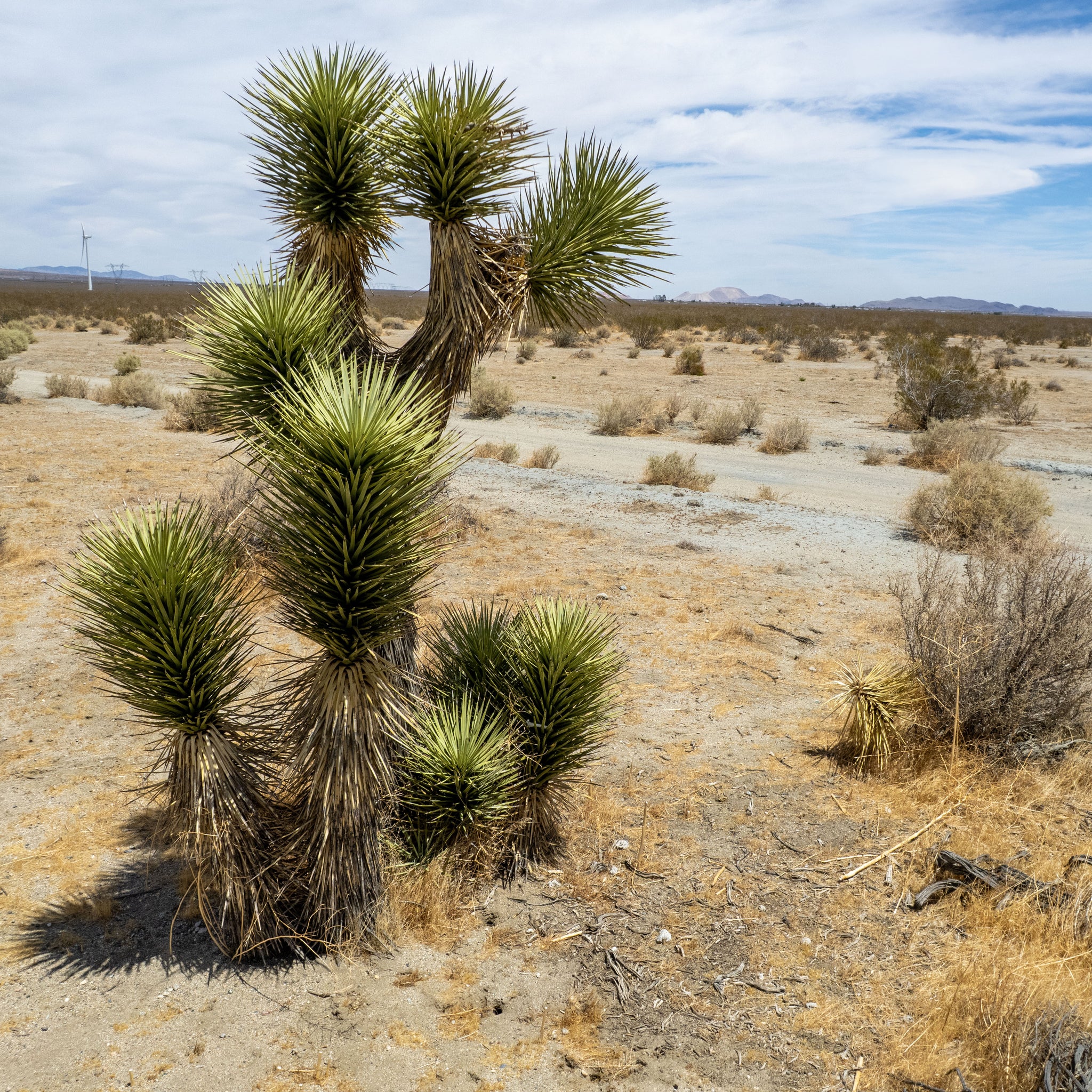 7.50 Acres Rosamond, Kern County, CA