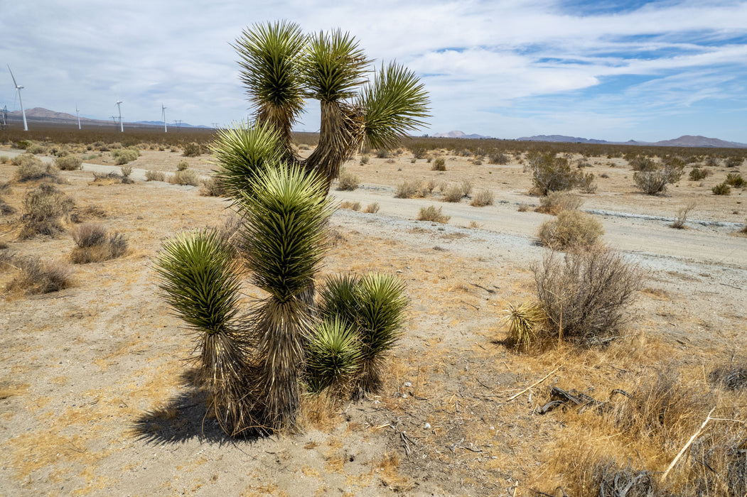 7.50 Acres Rosamond, Kern County, CA