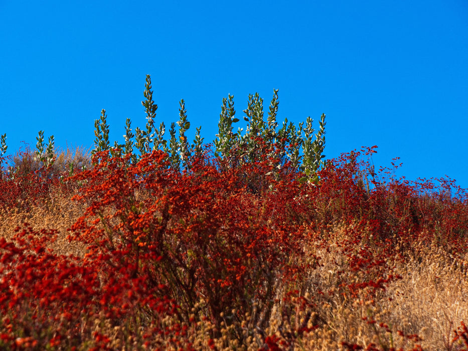 0.21 Acre Lake Elsinore, Riverside County, CA