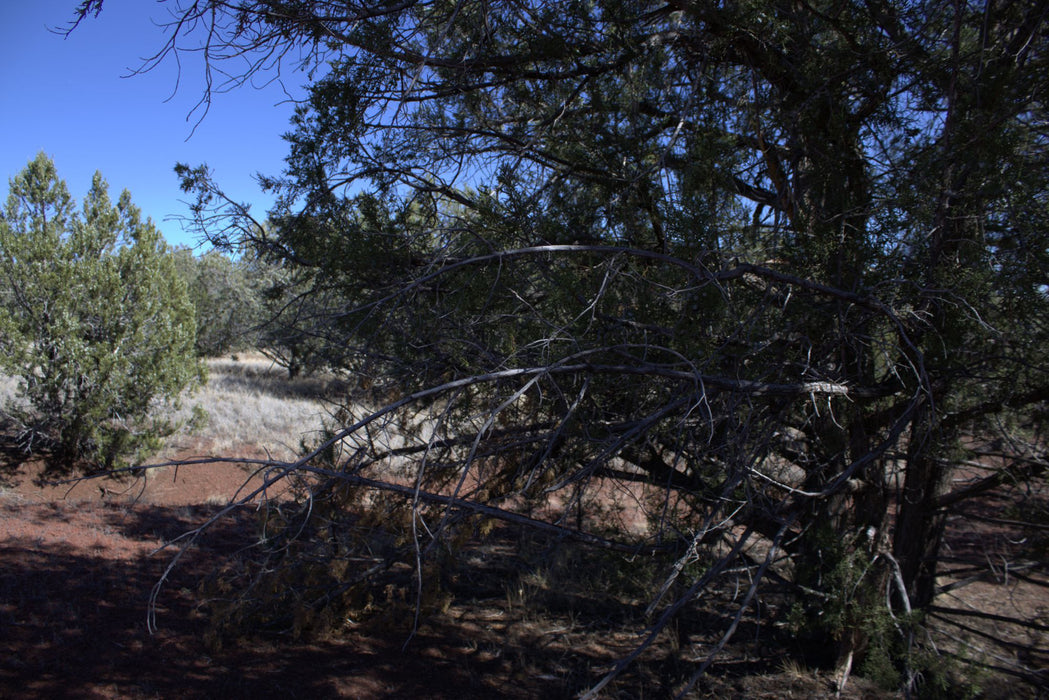 2.28 Acres Williams, Coconino County, AZ