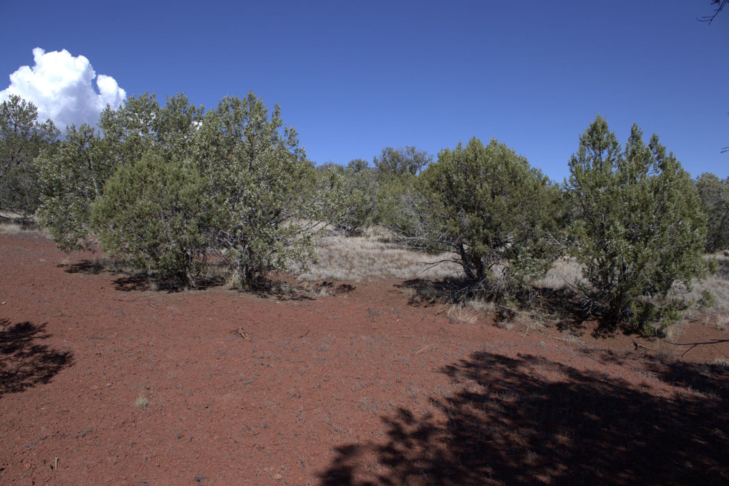 2.28 Acres Williams, Coconino County, AZ