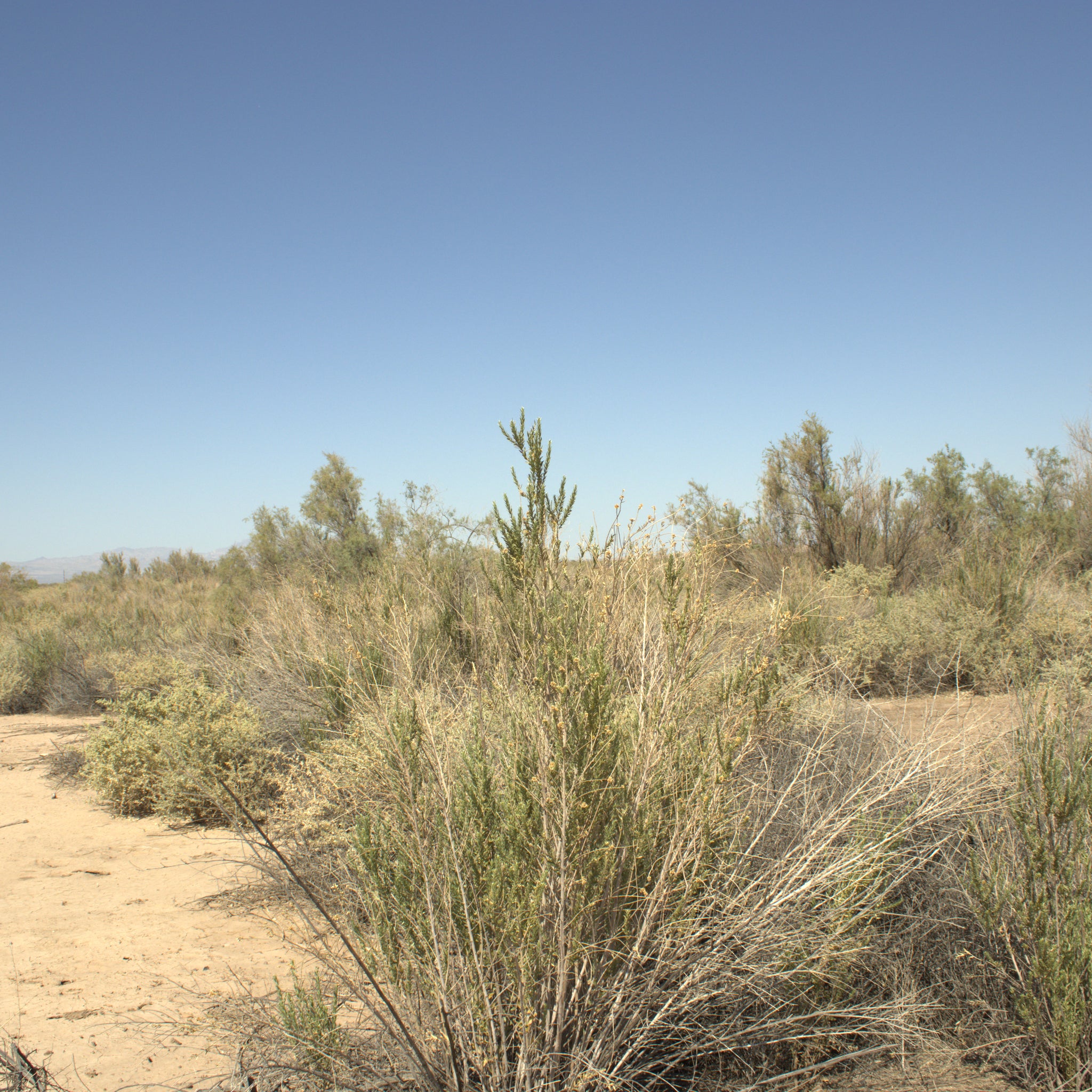 0.32 Acre Mohave Valley, Mohave County, AZ