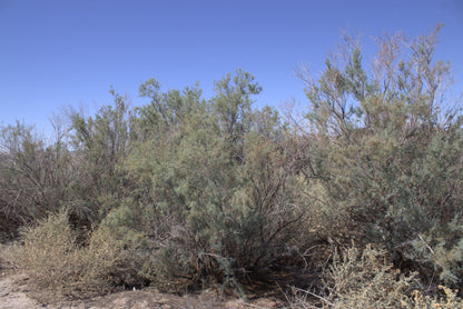 0.15 Acre Mohave Valley, Mohave County, AZ