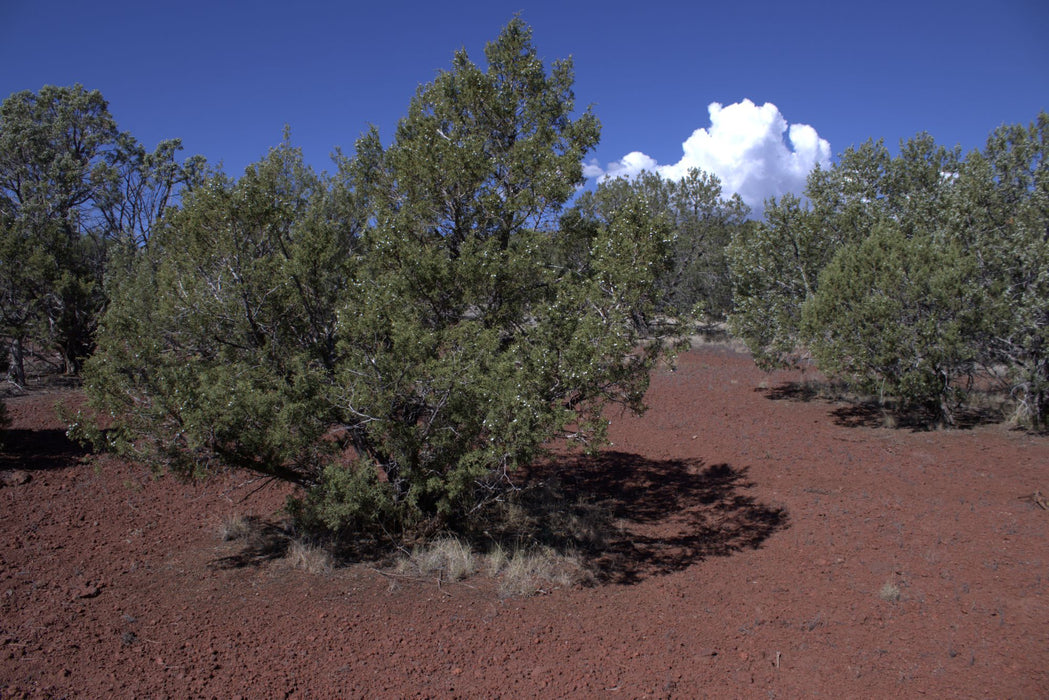 2.28 Acres Williams, Coconino County, AZ