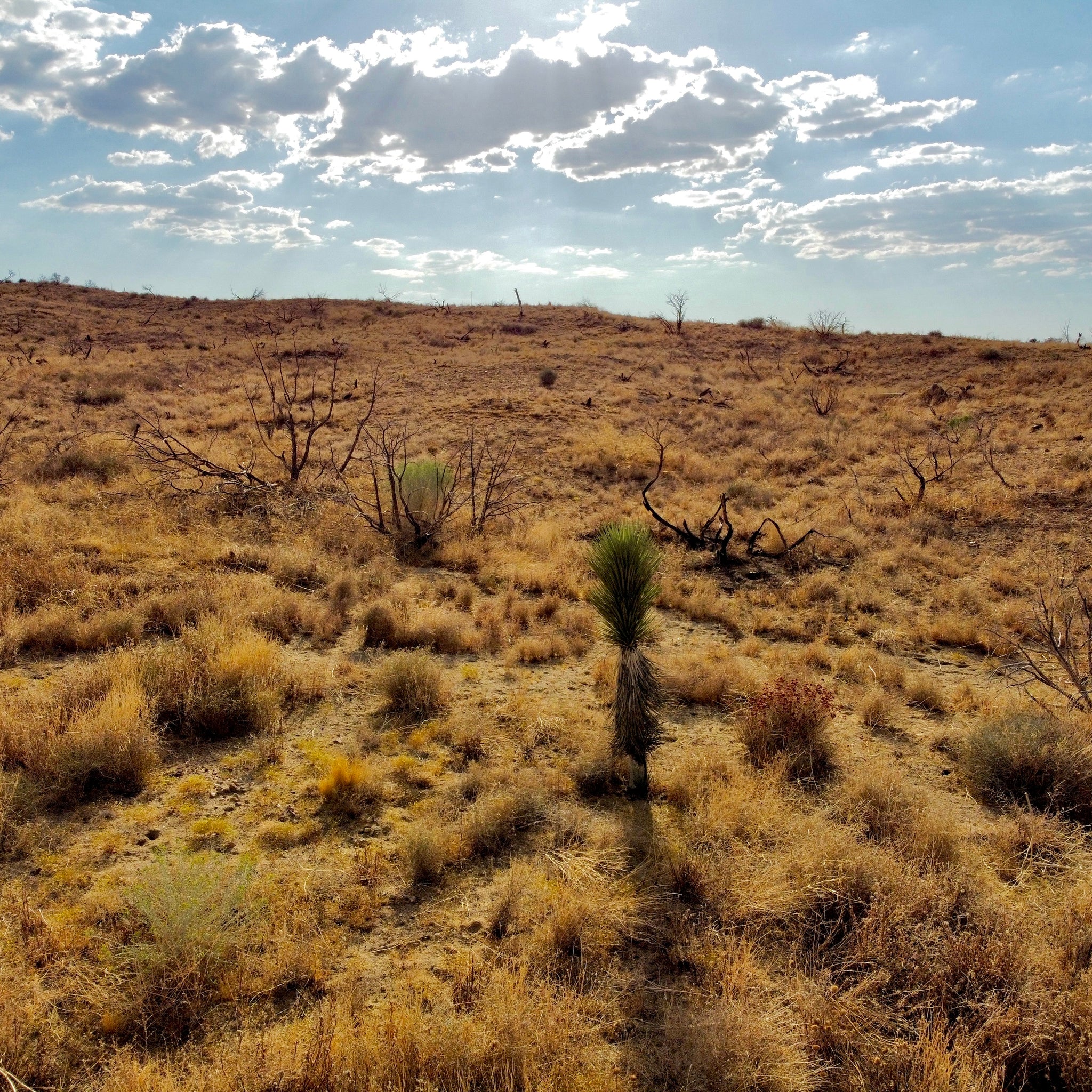 81.11 Acres Juniper Hills, Los Angeles County, CA (Paved Road)