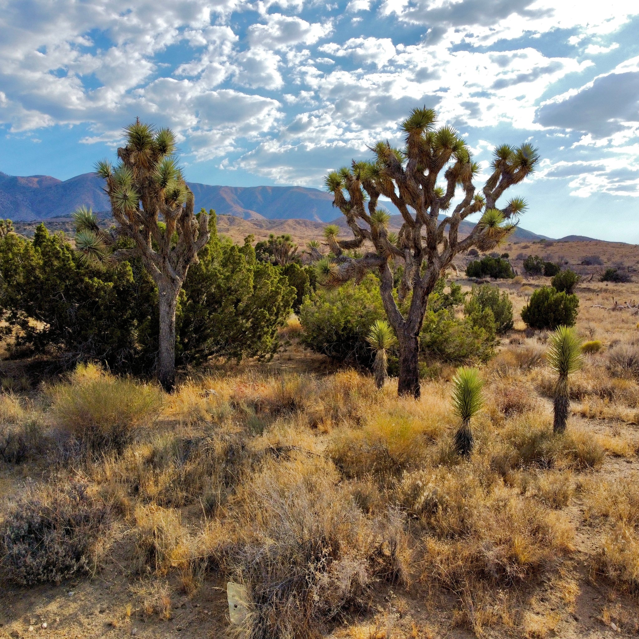 81.11 Acres Juniper Hills, Los Angeles County, CA (Paved Road)