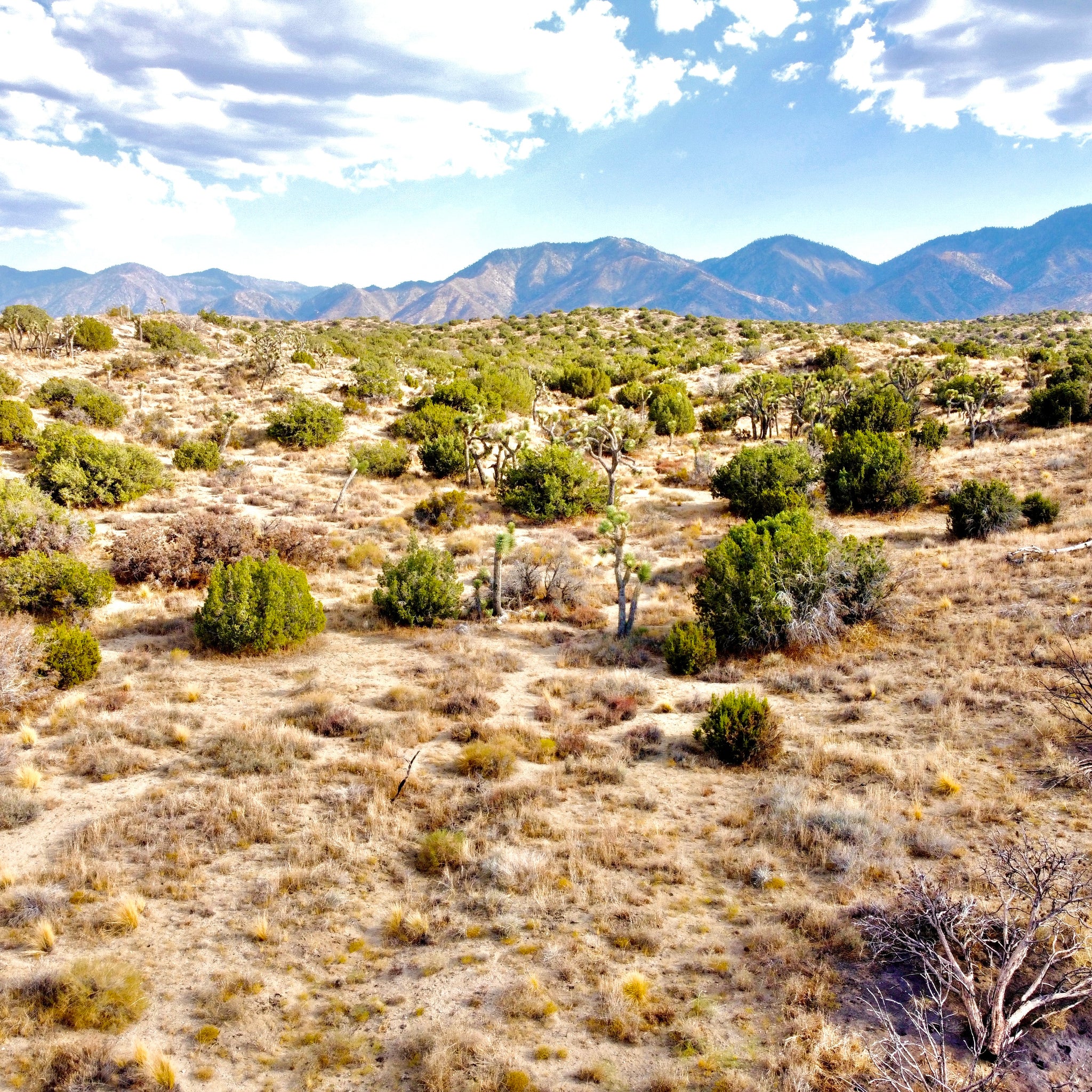 81.11 Acres Juniper Hills, Los Angeles County, CA (Paved Road)