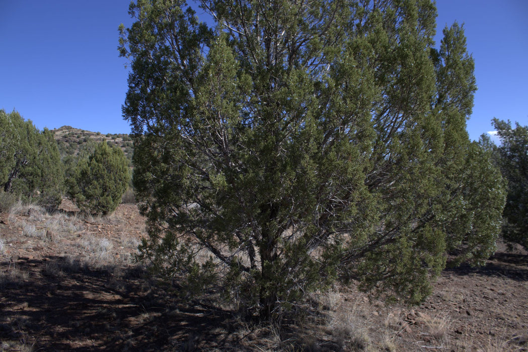 2.28 Acres Williams, Coconino County, AZ