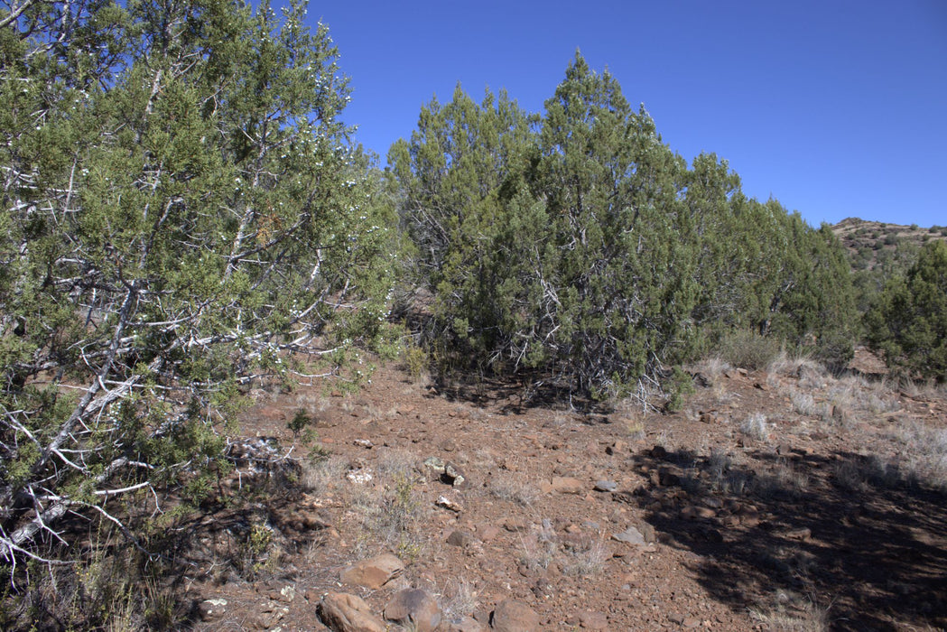 2.28 Acres Williams, Coconino County, AZ