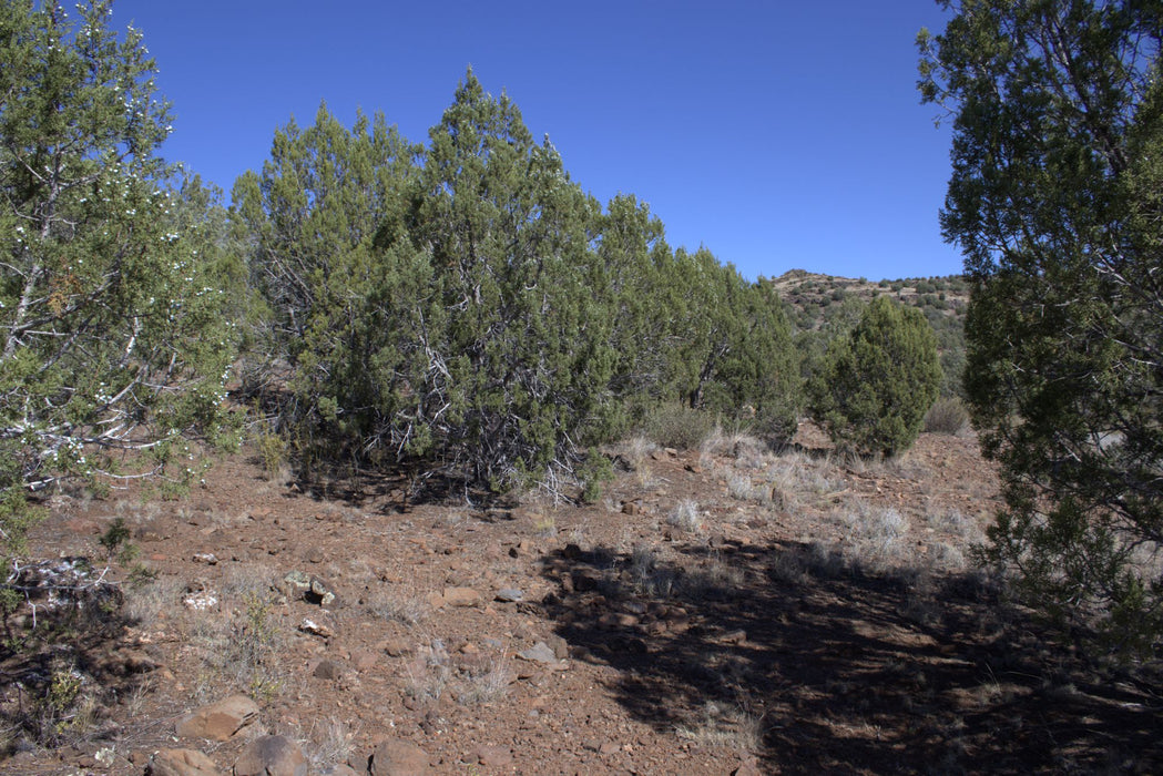 2.28 Acres Williams, Coconino County, AZ