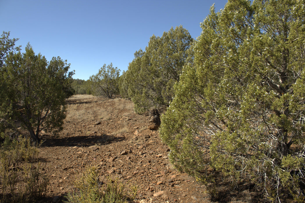 2.28 Acres Williams, Coconino County, AZ