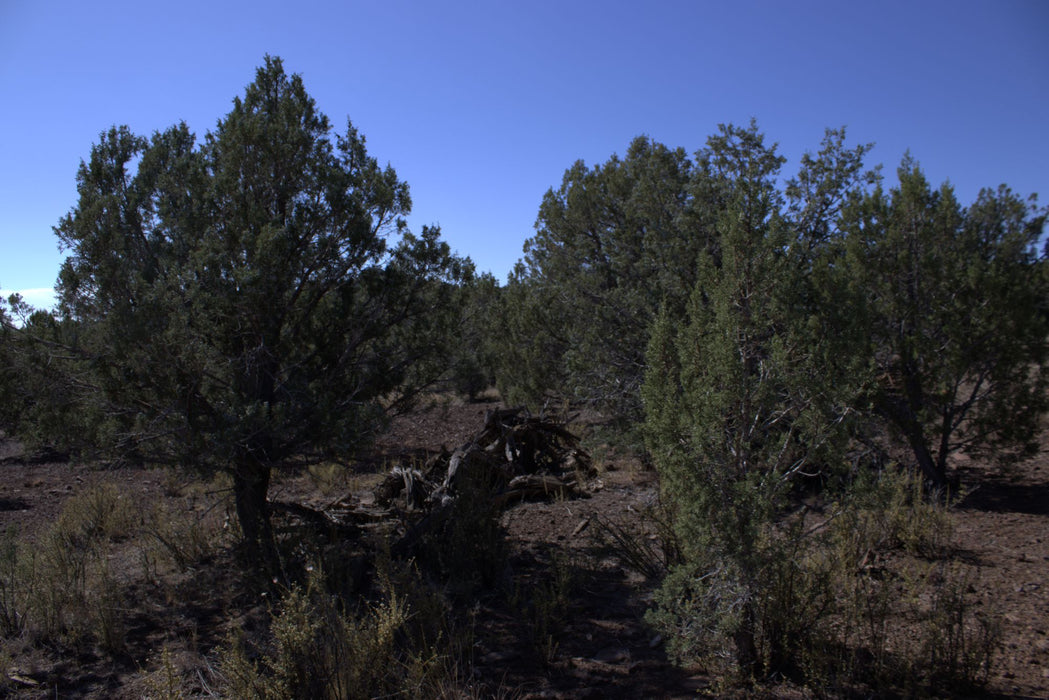 2.28 Acres Williams, Coconino County, AZ