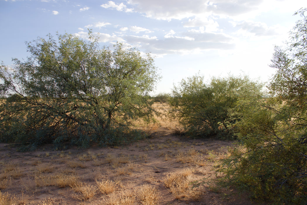 0.15 Acre Casa Grande, Pinal County, AZ