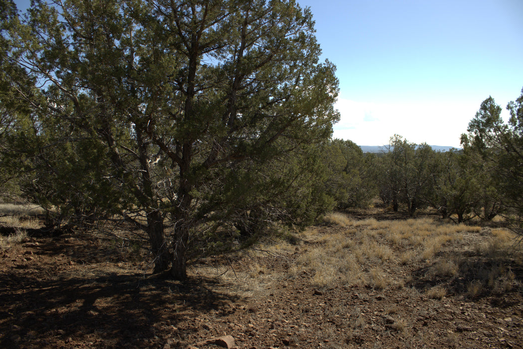 2.28 Acres Williams, Coconino County, AZ