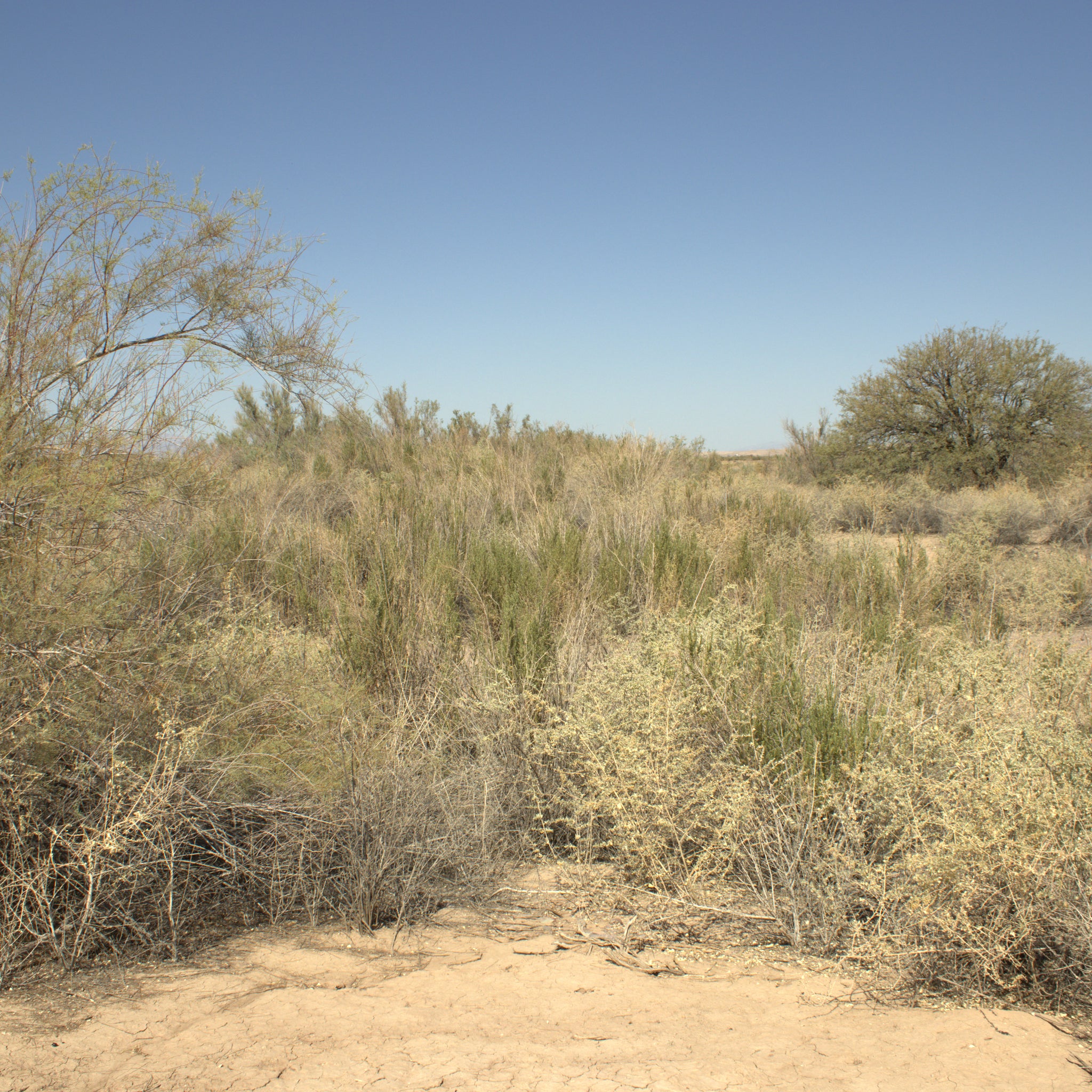 0.32 Acre Mohave Valley, Mohave County, AZ