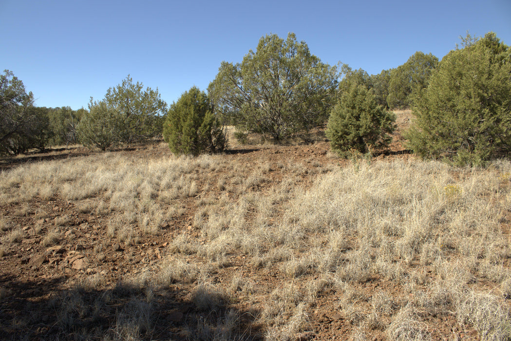 2.28 Acres Williams, Coconino County, AZ