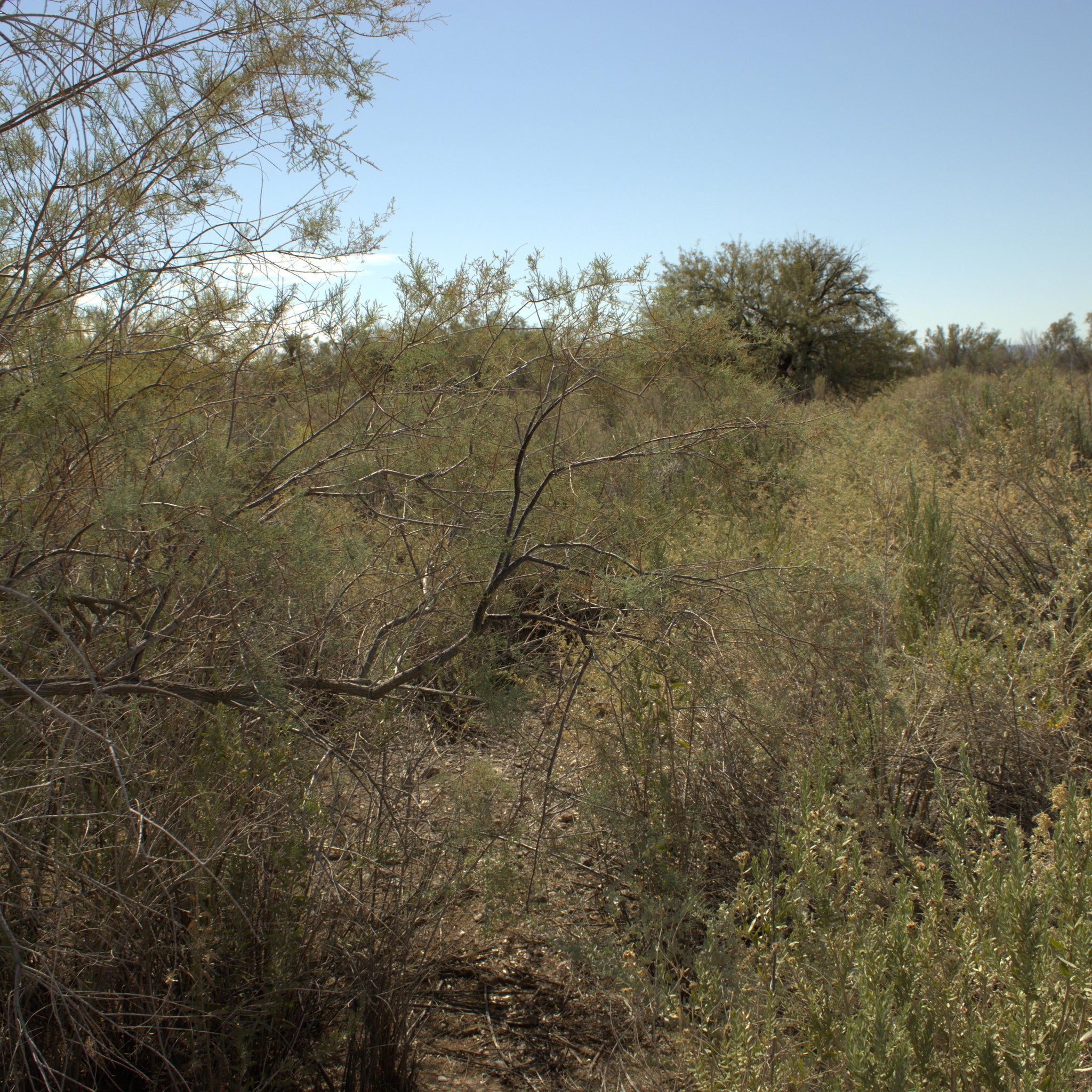 0.15 Acre Mohave Valley, Mohave County, AZ