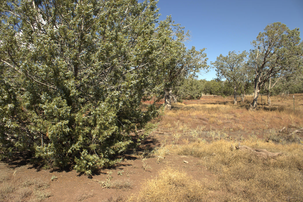 2.28 Acres Williams, Coconino County, AZ