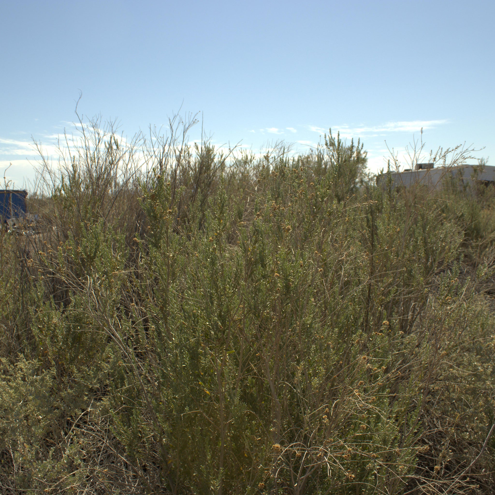 0.15 Acre Mohave Valley, Mohave County, AZ