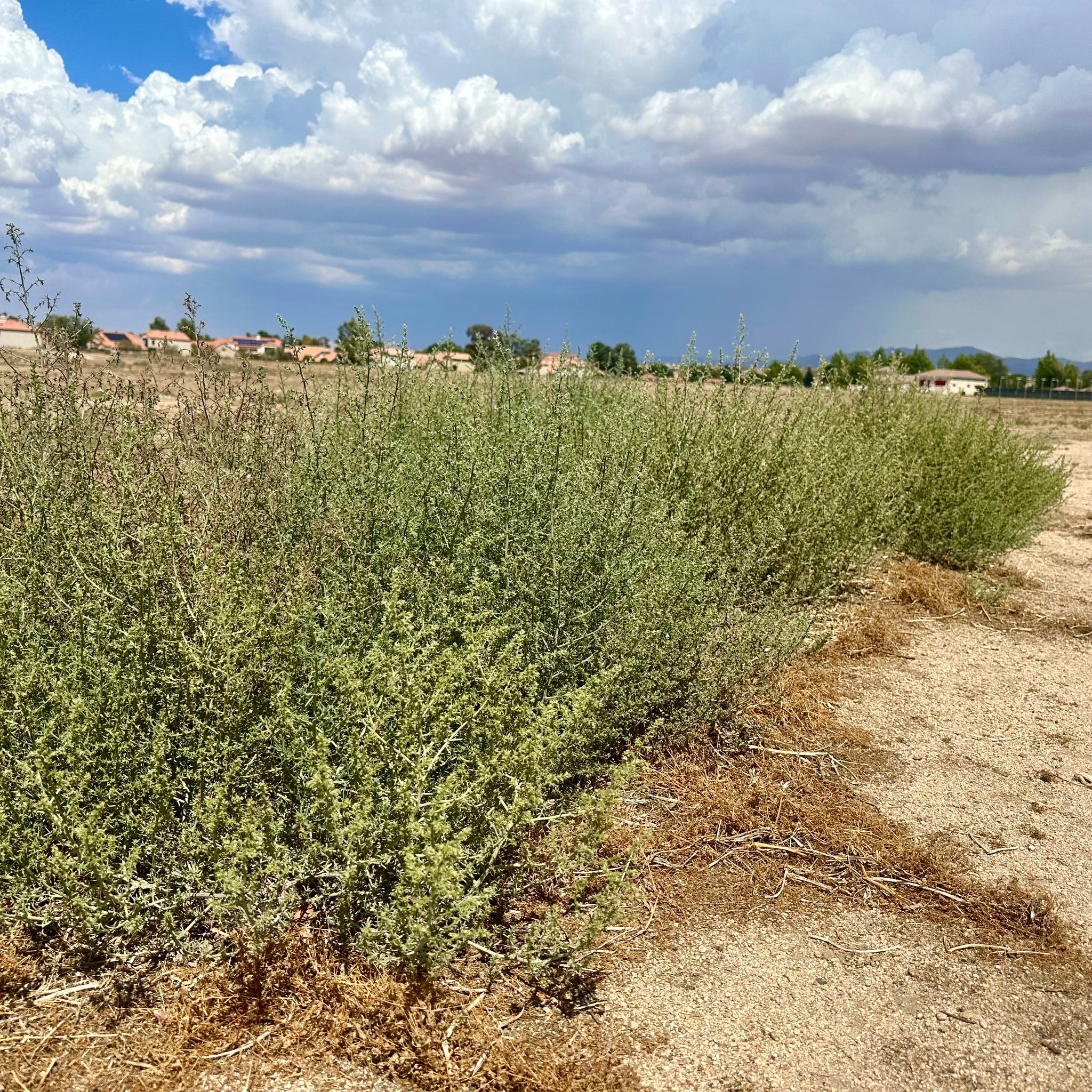 0.07 Acre Apple Valley, San Bernardino County, CA (Commercial-Residential Lot)