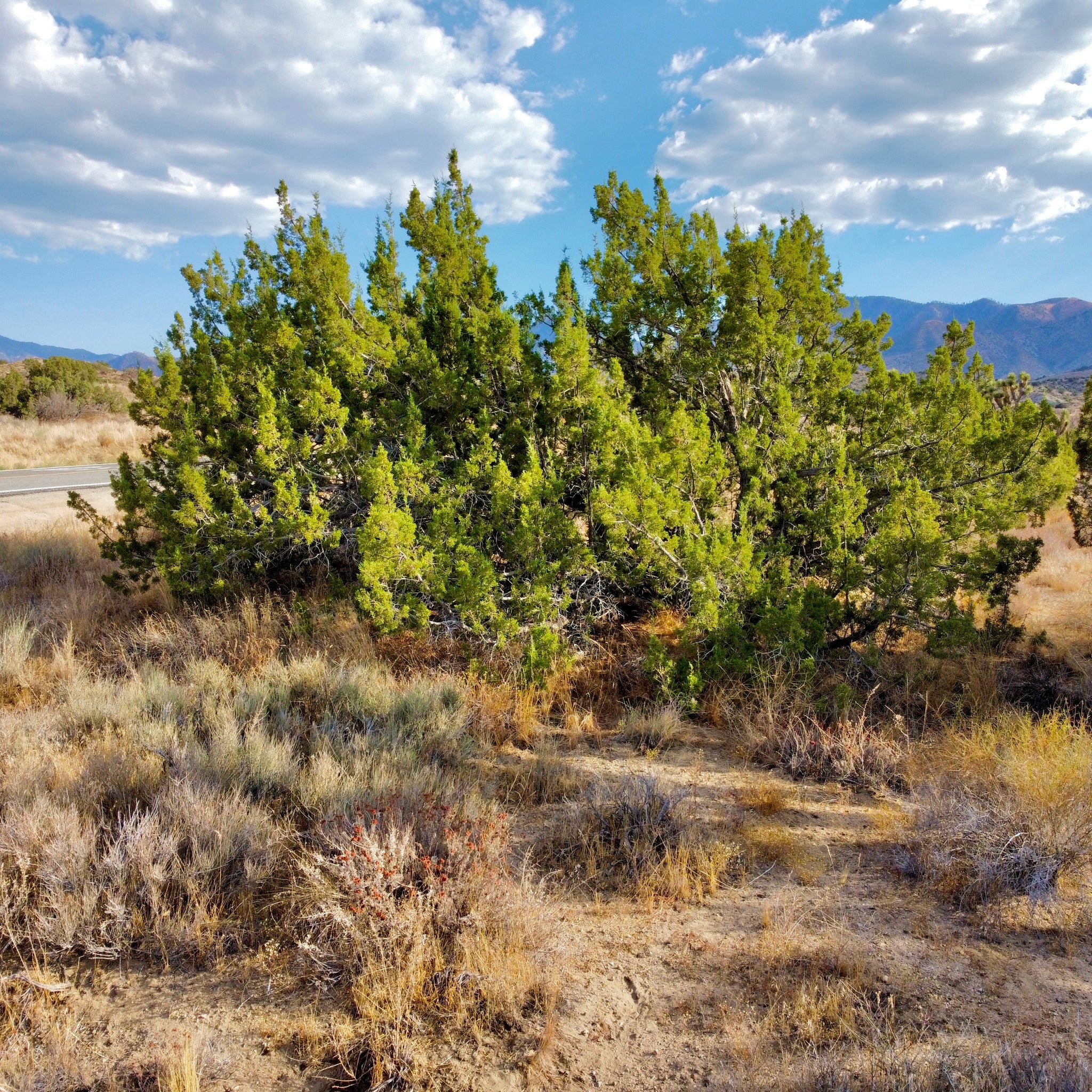 81.11 Acres Juniper Hills, Los Angeles County, CA (Paved Road)
